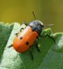 Lachnaia sp.